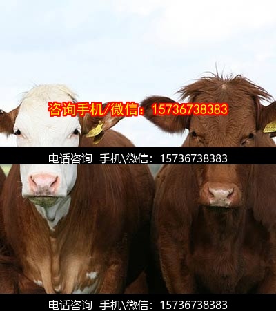 沧州代妈服务