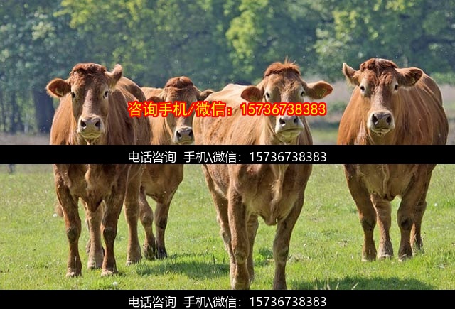 沧州代妈