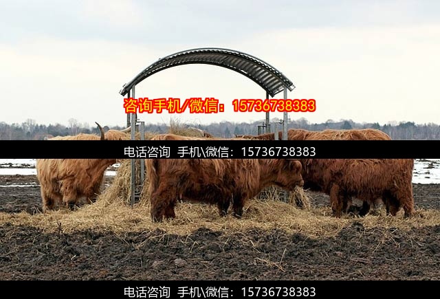 沧州代怀