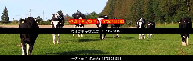 沧州代生