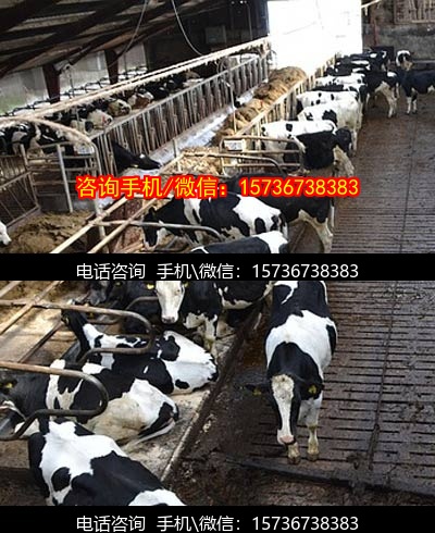 沧州代妈